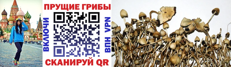 Псилоцибиновые грибы Magic Shrooms  Новая Ладога 